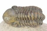 Bargain, Reedops Trilobite - Atchana, Morocco #340904-2